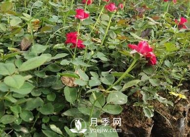 月季苗栽培、養(yǎng)護(hù)、銷售日歷(圖1)
