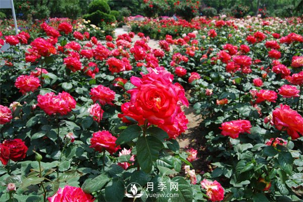 城市綠化帶內(nèi)為何喜歡種植月季花？(圖1)