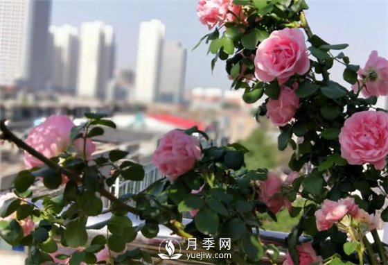一年開三季的月季花，裝扮我的陽臺(圖1)