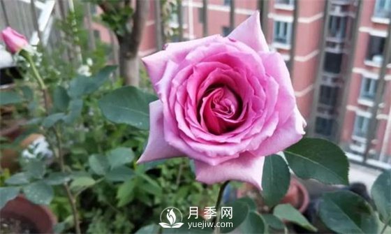 一年開三季的月季花，裝扮我的陽臺(圖2)