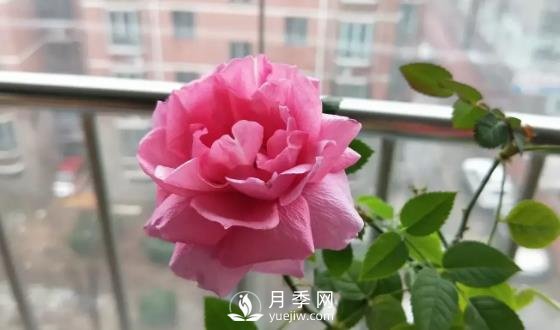 一年開三季的月季花，裝扮我的陽臺(圖3)