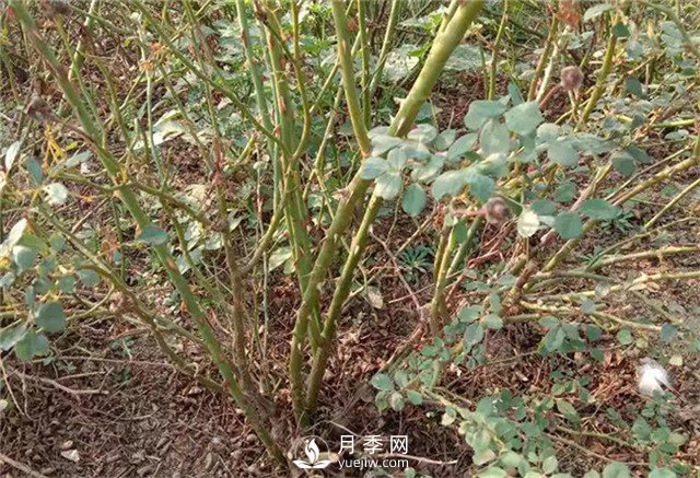 月季苗價格多少一棵？南陽月季種植基地報價(圖3)