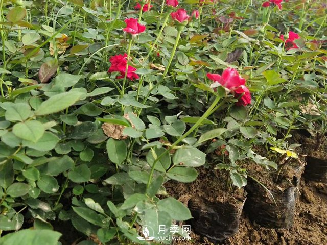 月季苗價格多少一棵？南陽月季種植基地報價(圖1)