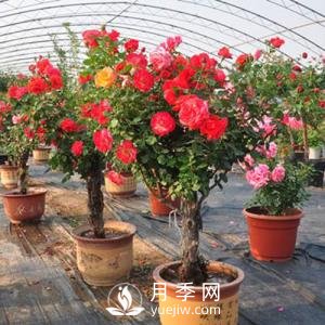 盆栽樹狀月季花養(yǎng)殖方法如下(圖1)