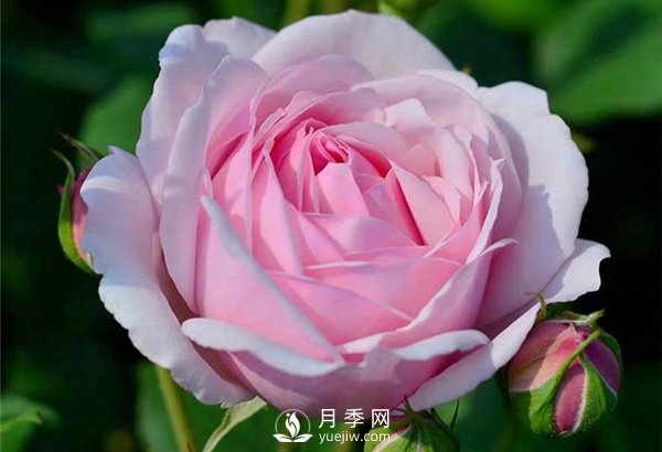 月季施肥有哪些注意事項？月季網(wǎng)告訴你(圖1)