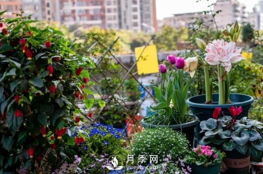 冬去春來(lái)，氣溫升高，期待花趕快打開(kāi)(圖1)