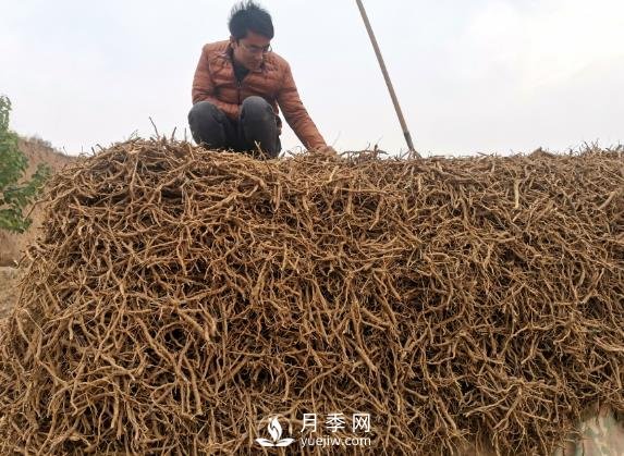 收購(gòu)加工中藥材一年純利潤(rùn)100多萬(wàn)元，比種藥材要強(qiáng)多了(圖1)