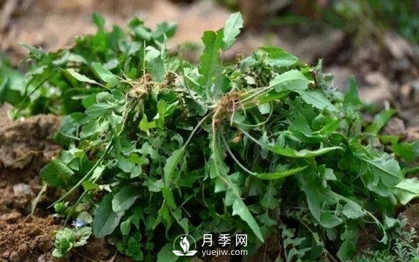 薺薺菜一年采收2季，生長(zhǎng)期2個(gè)月，包餃子受熱捧(圖1)