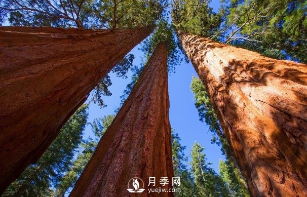 杉木為什么不值錢？解決三個問題，依舊會王者歸來(圖1)