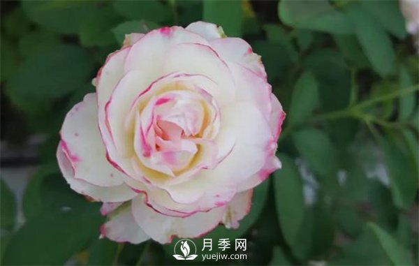 施肥、陽光、修剪，做好三點，月季花月月爆盆(圖1)