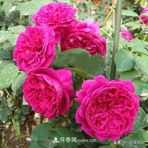 新年養(yǎng)盆香水月季，花朵香飄滿(mǎn)屋，陽(yáng)臺(tái)盆栽佳品(圖3)