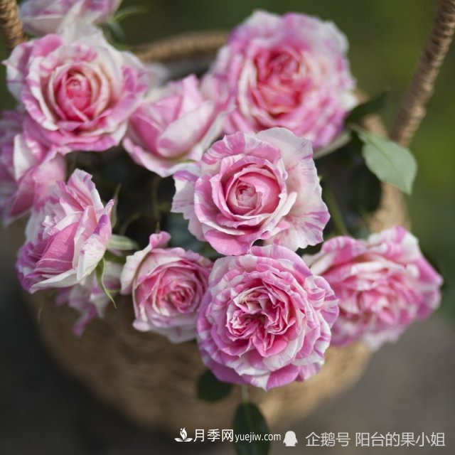 條紋系的月季，你***愛哪一種(圖8)