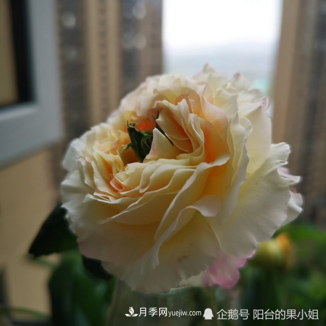 條紋系的月季，你***愛哪一種(圖4)