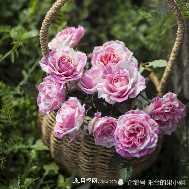 條紋系的月季，你***愛哪一種(圖9)