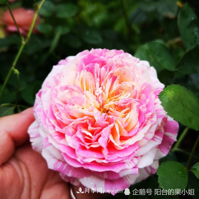 條紋系的月季，你***愛哪一種(圖3)