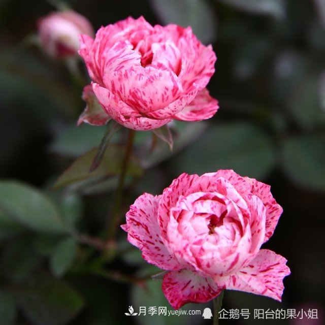 條紋系的月季，你***愛哪一種(圖1)