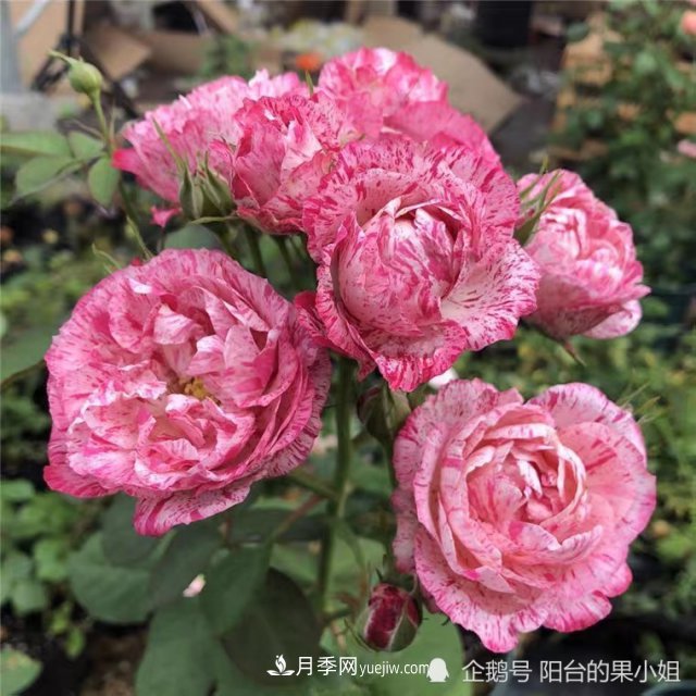 條紋系的月季，你***愛哪一種(圖2)