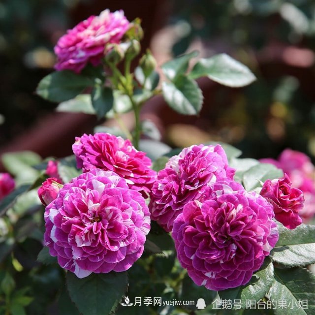 條紋系的月季，你***愛哪一種(圖6)