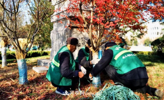 苗木防寒，老苗木人都會疏忽的地方要注意(圖2)