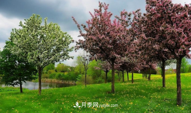 苗木防寒，老苗木人都會疏忽的地方要注意(圖3)