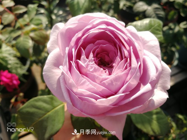 月季入門品種推薦：藍(lán)紫色的藍(lán)色風(fēng)暴和冥王星陽(yáng)臺(tái)(圖2)