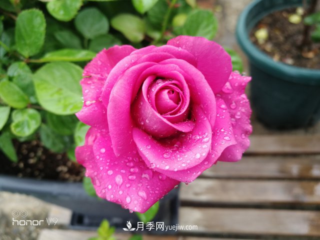 月季入門品種推薦：藍(lán)紫色的藍(lán)色風(fēng)暴和冥王星陽(yáng)臺(tái)(圖3)
