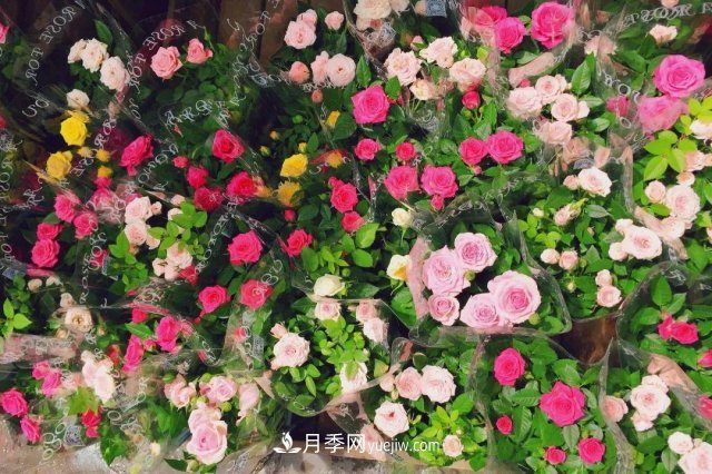 中國6大花市，全國花卉批發(fā)市場介紹(圖6)