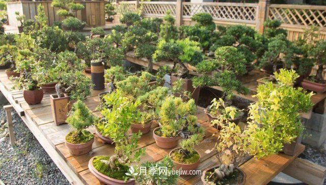 中國6大花市，全國花卉批發(fā)市場介紹(圖4)