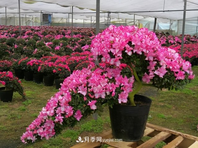 樹(shù)樁盆景枝片造型講究樣式(圖1)