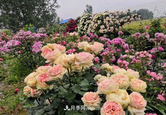 花泥扦插月季，不用假植存活率高，基質(zhì)還能自然降解很環(huán)保(圖2)