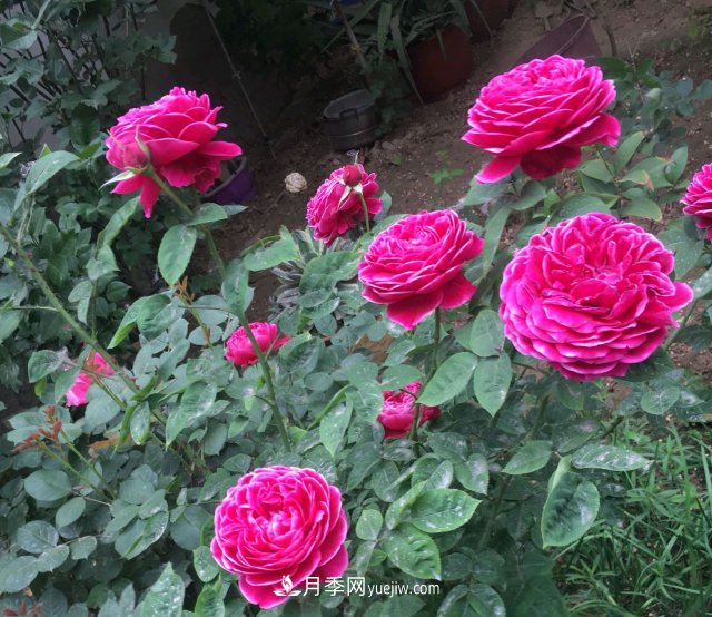 花泥扦插月季，不用假植存活率高，基質(zhì)還能自然降解很環(huán)保(圖1)