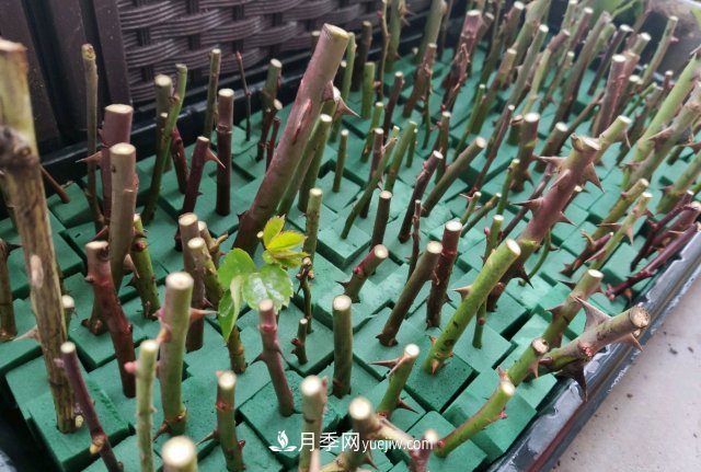 花泥扦插月季，不用假植存活率高，基質(zhì)還能自然降解很環(huán)保(圖3)