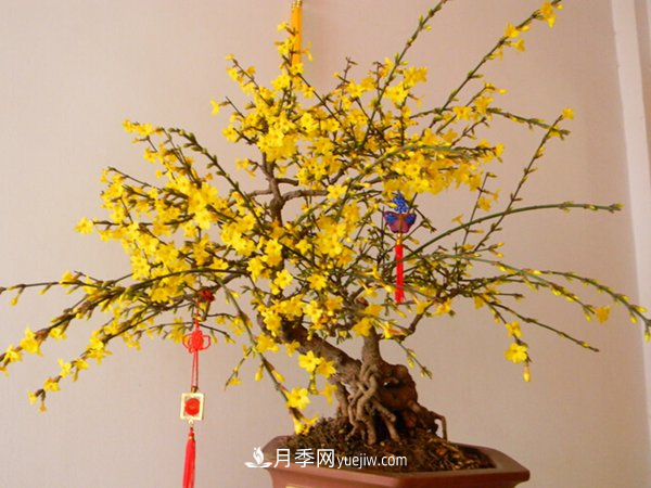 掌握養(yǎng)護(hù)臘梅的方法，成為受歡迎的年宵花(圖1)
