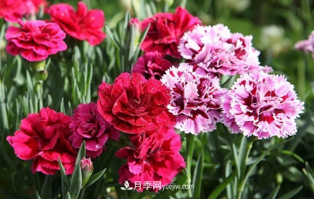 2021，十二生肖的運勢，養(yǎng)什么花***旺？(圖6)