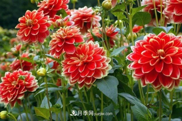 2021，十二生肖的運勢，養(yǎng)什么花***旺？(圖5)