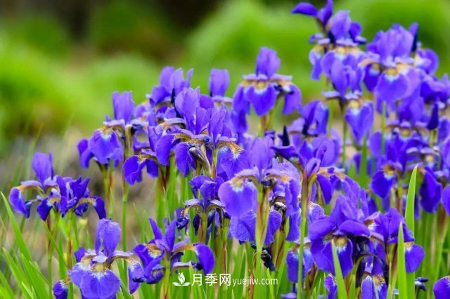 2021，十二生肖的運勢，養(yǎng)什么花***旺？(圖4)