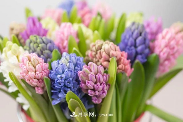 2021，十二生肖的運勢，養(yǎng)什么花***旺？(圖2)