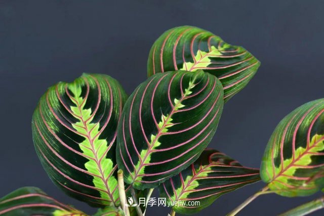 2021，十二生肖的運勢，養(yǎng)什么花***旺？(圖3)