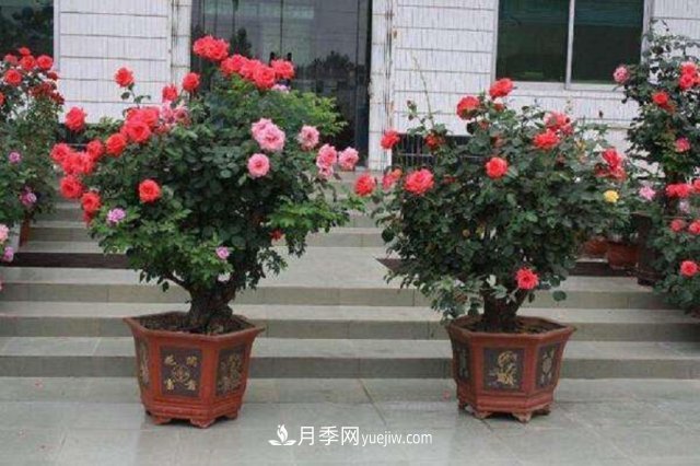 月季花姿色多樣！學(xué)習(xí)催花技巧，一年四季都開花(圖1)