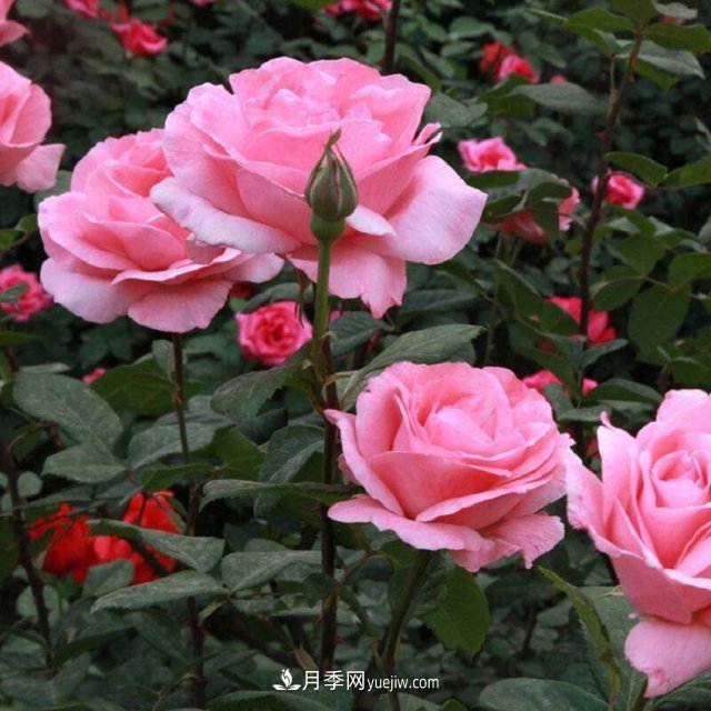 月季花姿色多樣！學(xué)習(xí)催花技巧，一年四季都開花(圖4)
