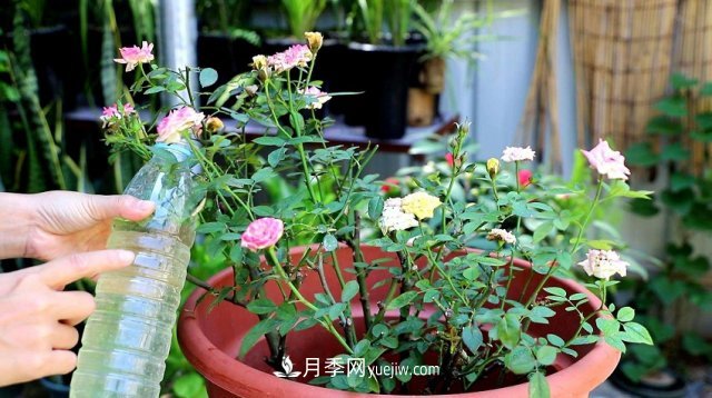 月季花姿色多樣！學(xué)習(xí)催花技巧，一年四季都開花(圖5)