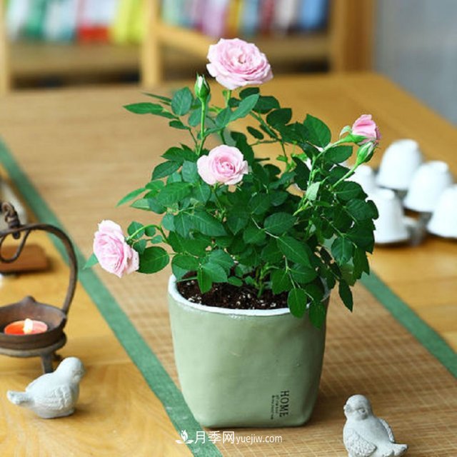 月季花姿色多樣！學(xué)習(xí)催花技巧，一年四季都開花(圖3)