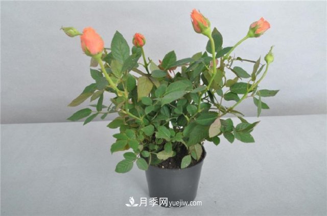 月季花姿色多樣！學(xué)習(xí)催花技巧，一年四季都開花(圖2)