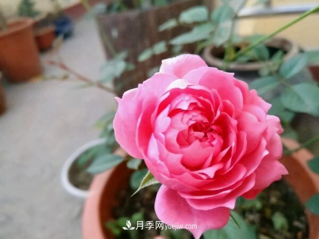 月季別亂買了，送你一份清單，都是經(jīng)典好品種(圖5)