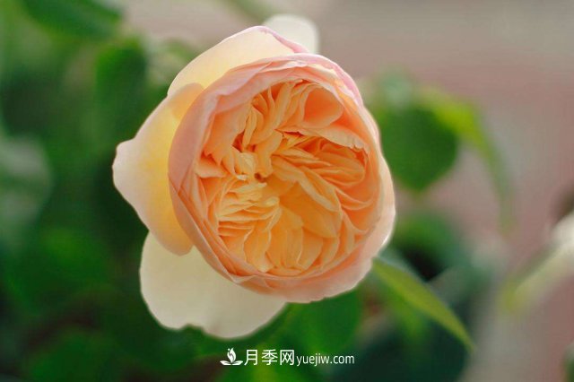 月季別亂買了，送你一份清單，都是經(jīng)典好品種(圖3)