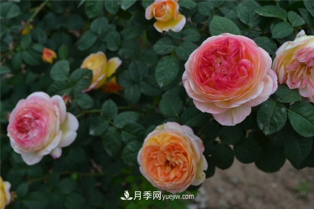 月季別亂買了，送你一份清單，都是經(jīng)典好品種(圖4)