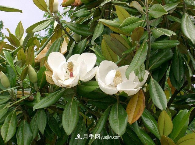南陽(yáng)玉蘭三姐妹：中土原生白玉蘭與紫玉蘭，北美舶來洋玉蘭(圖5)