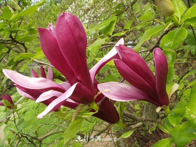 南陽(yáng)玉蘭三姐妹：中土原生白玉蘭與紫玉蘭，北美舶來洋玉蘭(圖3)