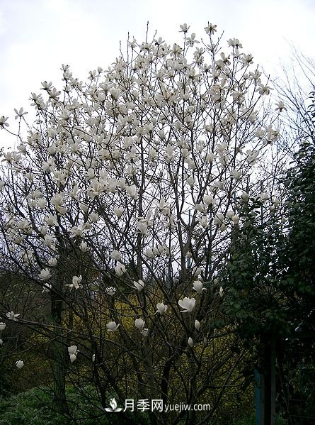 南陽(yáng)玉蘭三姐妹：中土原生白玉蘭與紫玉蘭，北美舶來洋玉蘭(圖1)