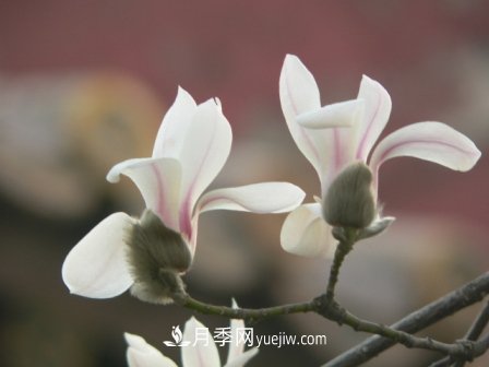 南陽(yáng)玉蘭三姐妹：中土原生白玉蘭與紫玉蘭，北美舶來洋玉蘭(圖4)